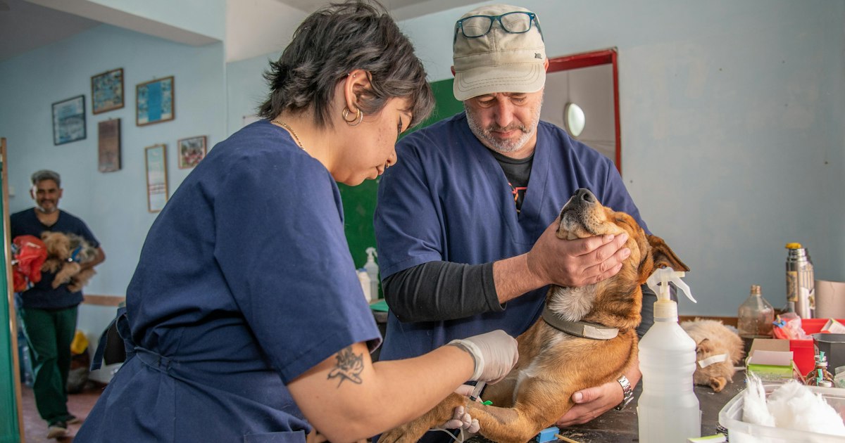 Pet First Aid Kit: 8 Things Every Dog and Cat Owner Should Have at Home